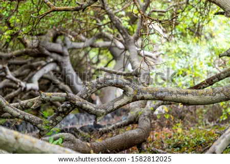 Twisted tree branches, Galapagos Island, Isla Isabela. With selective focus                    