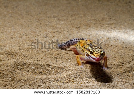  a yellow and orange spotted leopard gecko on sand