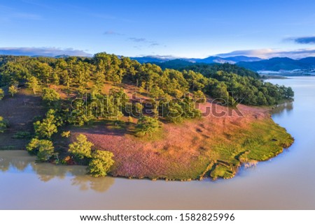 Royalty high quality free stock image aerial view of Pink grass field at Suoi Vang lake, Da Lat, Vietnam. 
