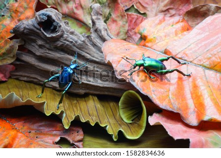 Metallic blue and green color Frog-leg beetle in autumn forest.Selective focus