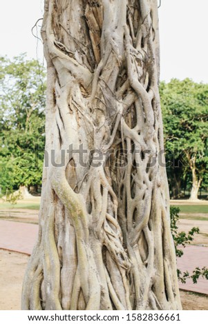 Closeup of banyan tree trunk roots with carvings Natural Arched and Curved Banyan Tree Trunk and Roots in morning