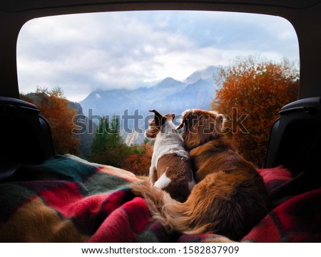 dogs camping in the car. Nova Scotia Duck Tolling Retriever and Jack Russell Terrier in the luggage compartment. Pets on vacation. Royalty-Free Stock Photo #1582837909