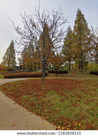 Autumn has come to the park