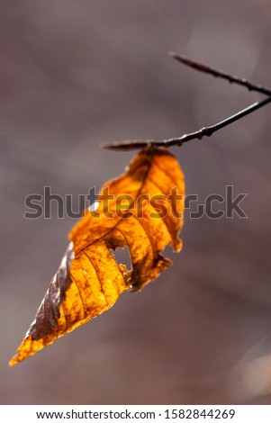 leaf during the fall and winter season