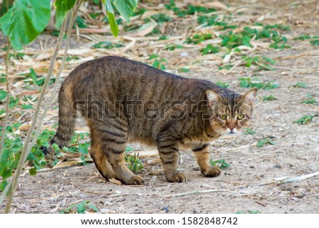 cute tabby cat look like tiger in nature in evening light