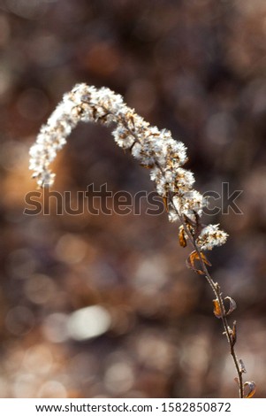 white buds during the autumn season