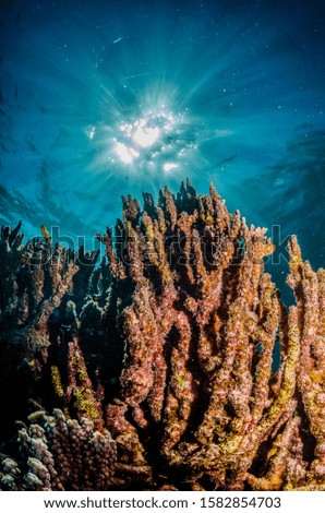 Colorful coral reef in clear tropical water