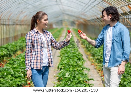 Couple is picking strawberries in the strawberry field