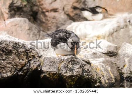 Photo Picture of Wild Penguin Animal Bird Playing