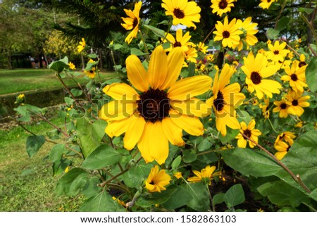The sunflower is named after the Payap dialect. It is an annual plant in the Asteraceae family. The inflorescence is large. The stems grow up to 3 meters high. The base of the petals can be up to 30 c