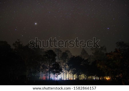 beautiful night forest pine tree background at northen in thailand