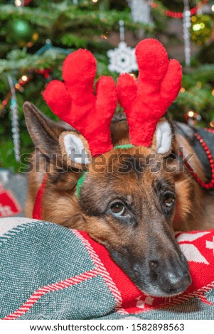 German Shepherd purebred dog with red reindeer antlers in front of Christmas tree. 