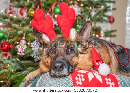 German Shepherd dog with red reindeer antlers laying in front of Christmas tree.