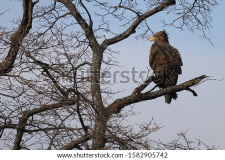 Eagle sitting on tree branch on sky background.  White-tailed eagle (Haliaeetus albicilla) hunting in natural habitat. Bird of prey looking around seeking for prey.