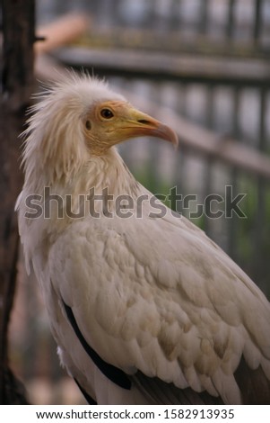 Egyptian vulture is diurnal bird (active during the day) that can travel up to 80 miles while searching for food.