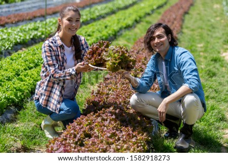 Couple harvesting sunny lettuce in the field