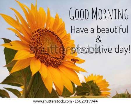 Inspirational quote - good morning. Have a beautiful and productive day. With background of blue sky, beautiful big sunflower blossom and a busy bee at work. Morning greeting concept with nature.