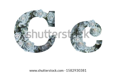 Letter C lowercase and uppercase isolated on a white background. English Alphabet Decorated with Downhill Chinese Dunse Cap Crassula Isolate