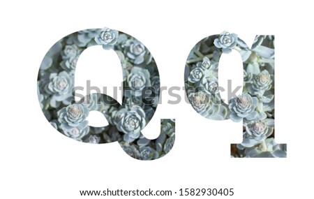 Letter Q latin alphabet lowercase and uppercase isolated on white. Letter gray silver patterned plant succulent isolate
