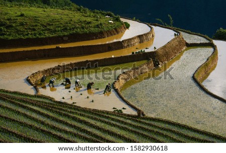 Terraced rice field in Mu Cang Chai, Northwest Vietnam. Terraced rice fields in Vietnam are among the most beautiful agricultural wonders in the world.
