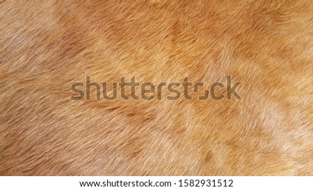 Clean light brown coat of hair on a cow, leather selection for fabric textile fashion industry, Texture background, Home decoration wallpaper 