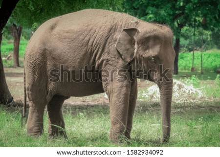 An elephant at zoo, looking very quite