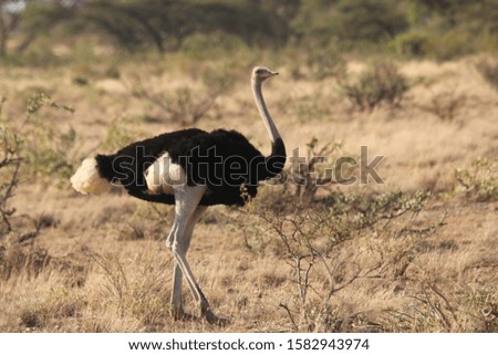 Ostrich Walking on Dry Grassland