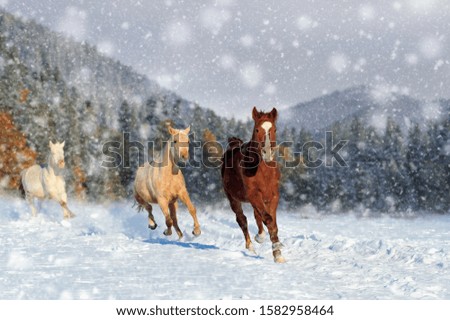 Horse in a snow on winter background. New Year card. 