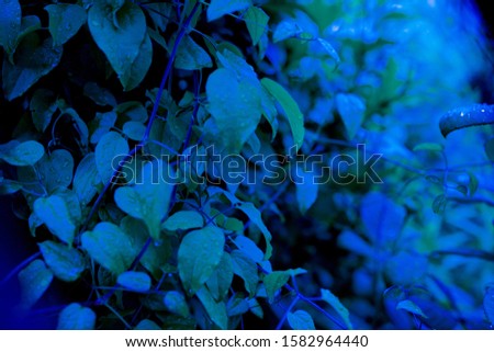 Trendy color 2020 classic blue. Creative layout made of classic blue leaves. Flat lay. Nature background.