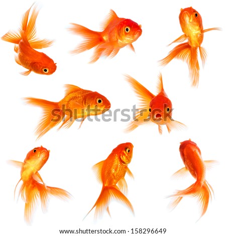 Gold fish isolated on a white background. Royalty-Free Stock Photo #158296649
