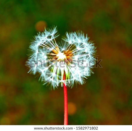 dandelion pictures flying over green background for qraphic design