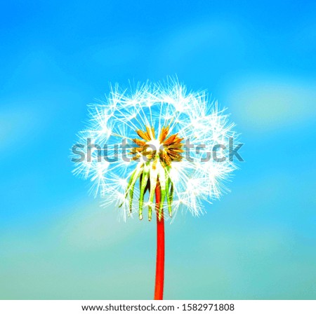dandelion pictures flying over green background for qraphic design