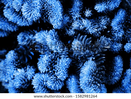 Classic blue Pantone 2020 year  color tropical plant textured background.