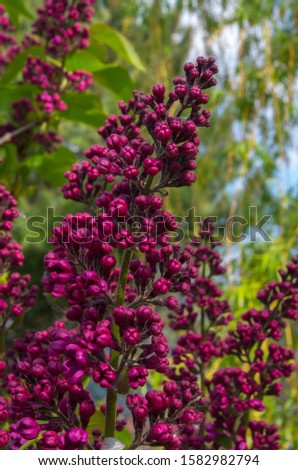 Syringa vulgaris (lilac or common lilac) is a species of flowering plant in the olive family Oleaceae, native to the Balkan Peninsula, where it grows on rocky hills.