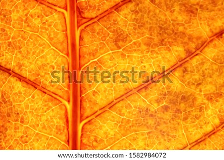 Close up of dry leaf background texture