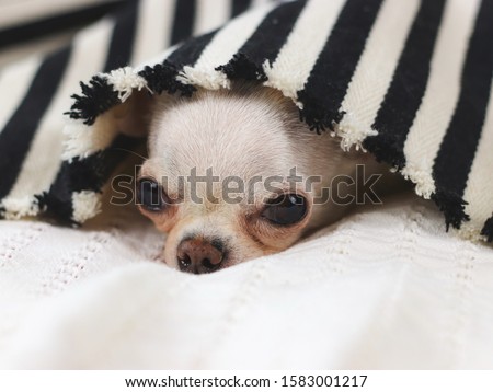Chihuahua dog doesn't want to wake up in cold day ,  sleepy chihuahua dog under black and white stripes blanket.