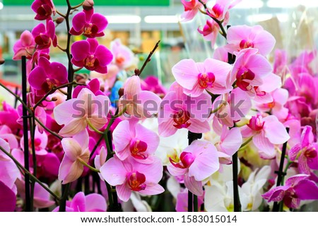 Phalaenopsis Orchid pink flowers  in the store. Potted orchidea. Many flowering plants, nature floral background. Beautiful flowers at greenhouse. Flower shop, market.  Royalty-Free Stock Photo #1583015014