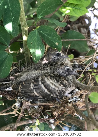 Baby birds on the nest waiting for food from the mother. Royalty-Free Stock Photo #1583033932
