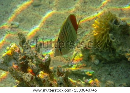 Small reef fish Chaetodon paucifasciatus in shallow water lit by sun rays that create color shades. Eritrean Butterflyfish or Crown Butterflyfish is white with black chevrons and red zone.