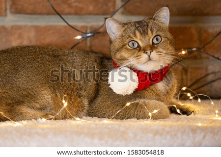 Beautiful cat with Christmas costume lying on a carpet