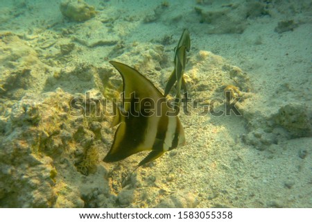 Body of Platax orbicularis is almost disc-shaped and very thin. Orbicular Batfish is tail, about 20% of the body length, is fan-shaped and is taller than it is long. Males big individuals about 50 cm.