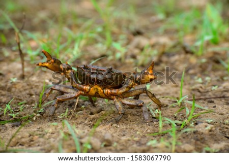 A land crab with 10 legs in backyard garden.