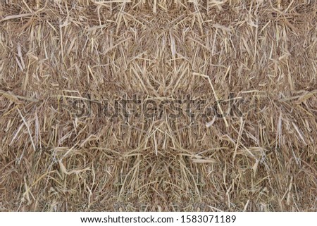 Surface of the rice straw for the design nature texture background. 