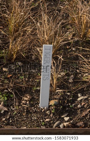 Botanical Plant Identification Label for "Tiger Nuts" on an Allotment in a Vegetable Garden