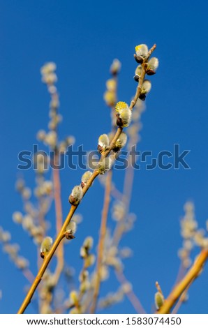 Baikal region.Early spring.The first in Siberia blooms willow. Fluffy furry quivering young buds of the willow in the backdrop of a cloudless blue sky. Free space