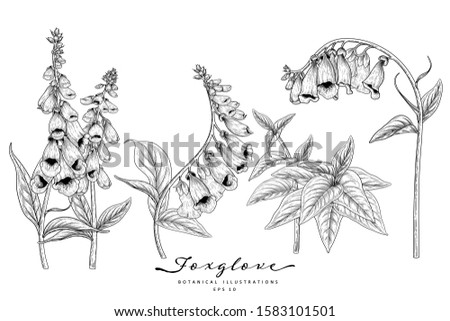 Sketch Floral Botany Collection. Foxglove flower drawings. Black and white with line art on white backgrounds. Hand Drawn Botanical Illustrations. Nature Vector.