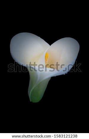 top part of an isolated white green calla blossom with rain drops,black background,fine art still life color macro,single detailed textured bloom,vintage painting style