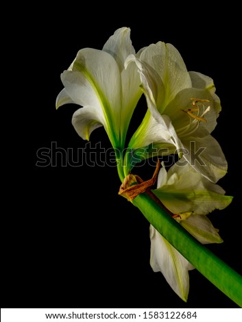 lush white amaryllis macro with three open blooms on black background