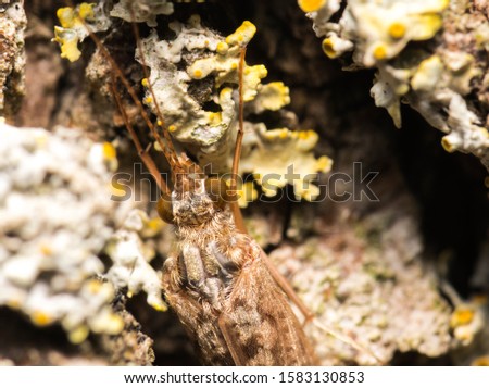 On the bark of a tree photograph the eyes and antennae of an insect