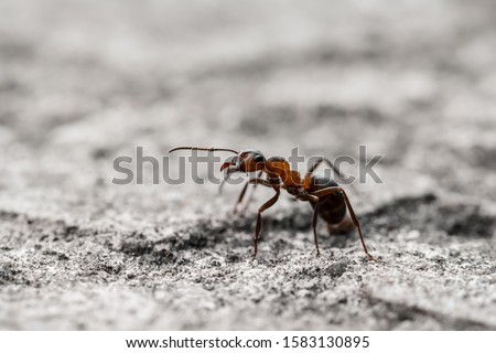 Macro of a single orange translucent ant on gray ground. Shallow depth of field Royalty-Free Stock Photo #1583130895